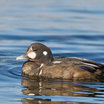 Harlequin Duck